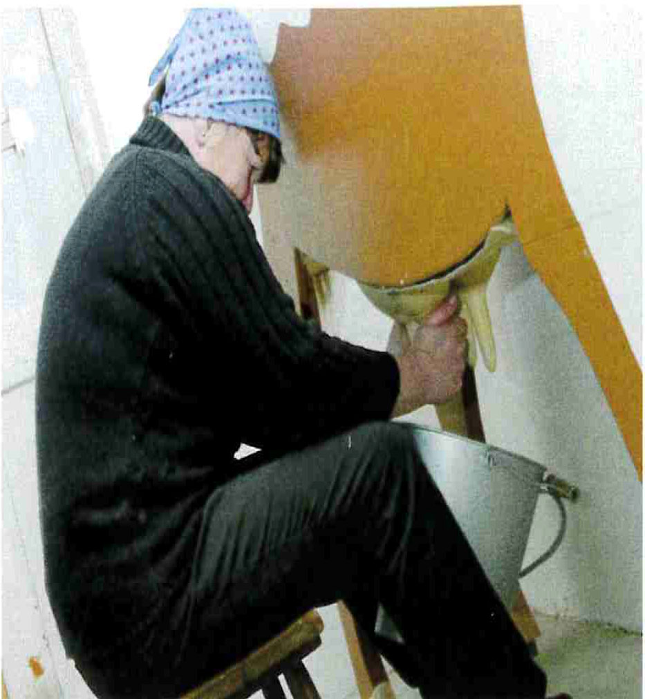 Melken der Museumskuh